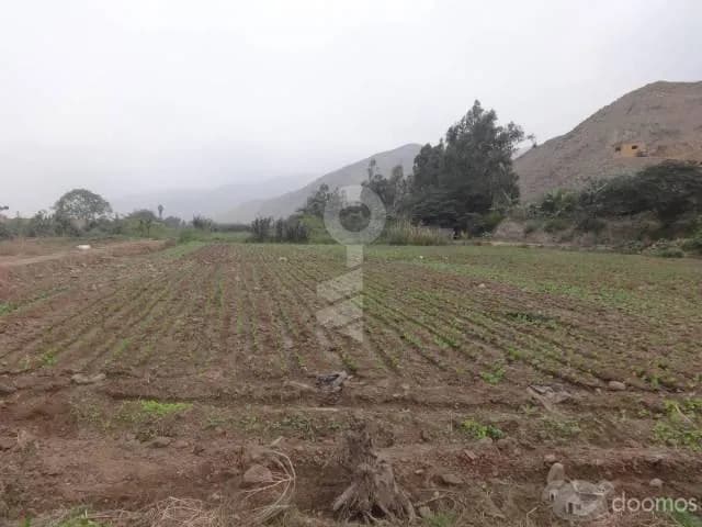 Terreno Agrícola-Pachacamac — foto 2