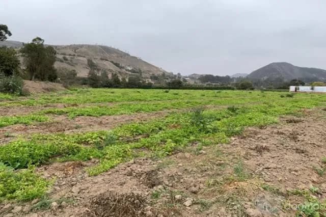 VENTA TERRENO PACHACAMAC, TOMINA, 14 000m2 aprox. — foto 6