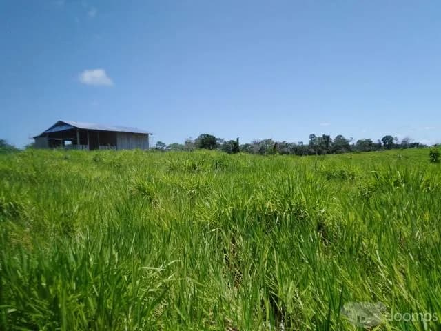 VENTA DE TERRENO AGRICOLA - CAMPO VERDE - PUCALLPA — foto 2
