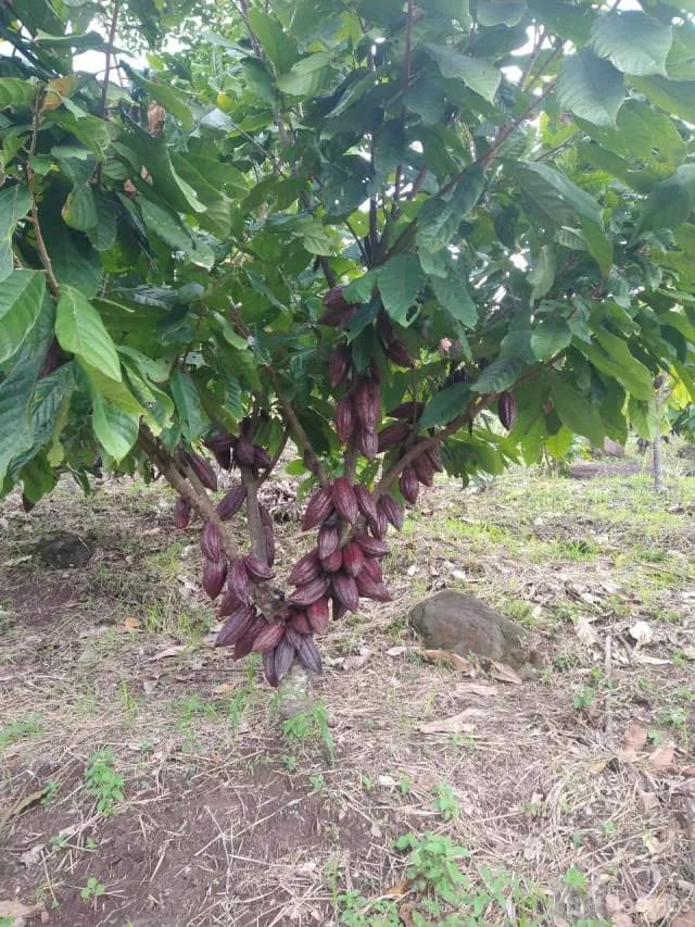 SE VENDE FINCA DE CACAO — foto 3