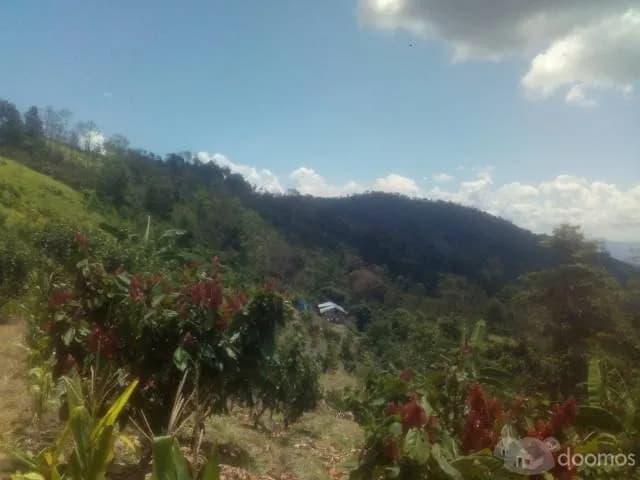 SE VENDE FINCA DE CACAO — foto 4