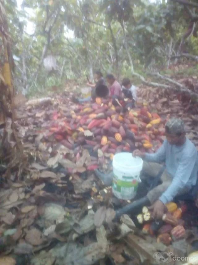 SE VENDE FINCA DE CACAO — foto 5