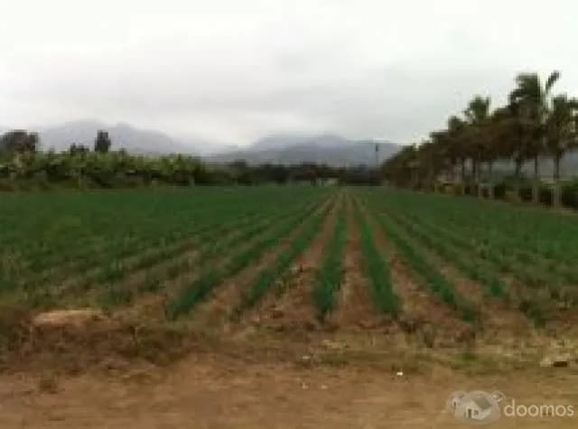 Vendo terreno de 8500 mt2 en pachacamac — foto 2