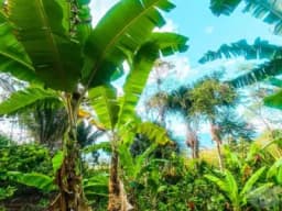 HERMOSO TERRENO EN LA SELVA PERUANA - SAN ANTONIO DE CUMBAZA - TARAPOTO
