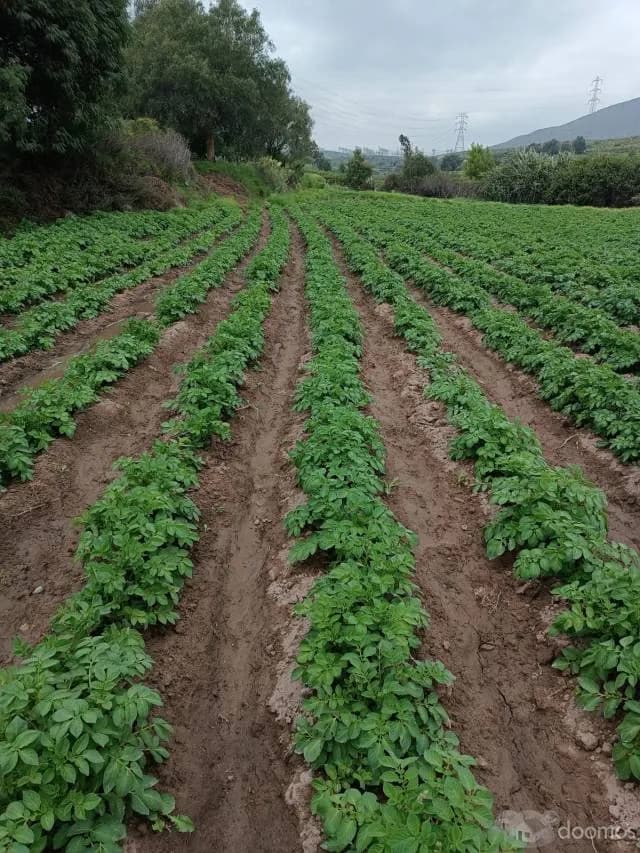 Ocasión Fundo la Romaña — foto 2