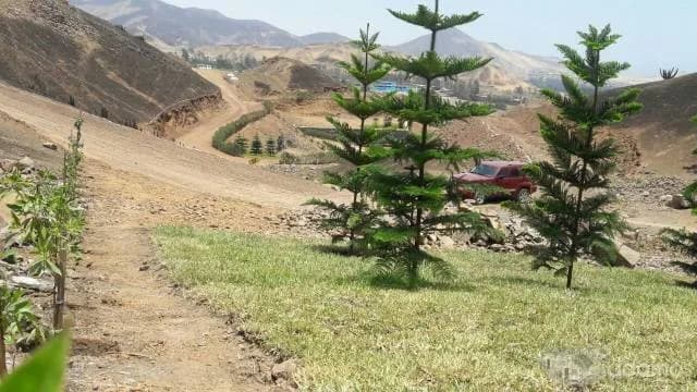 LOTES EN VENTA - PACHACAMAC — foto 5