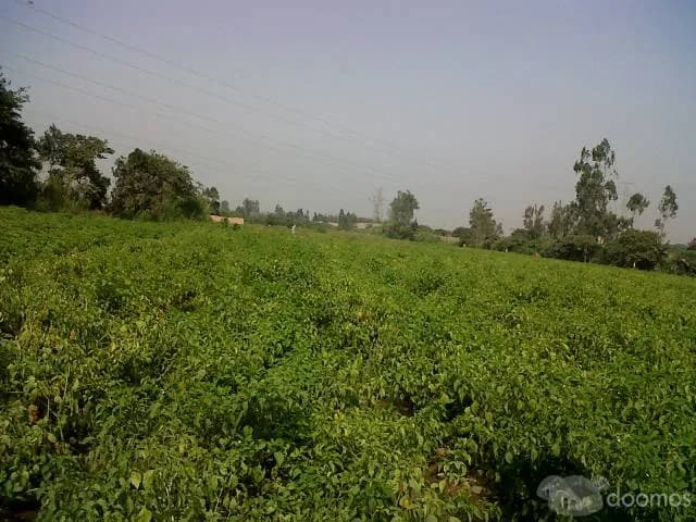 Terrenos Pachacamac limite Cieneguilla 2000m2 a $60m2 — foto 5