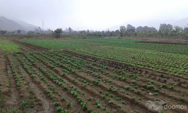Terreno barato 2,000m2 con titulo para casa de Campo $50 - Cieneguilla — foto 1
