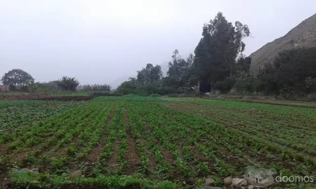 Terreno barato 2,000m2 con titulo para casa de Campo $50 - Cieneguilla — foto 3