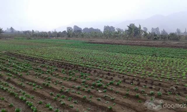 Terreno barato 2,000m2 con titulo para casa de Campo $50 - Cieneguilla — foto 5