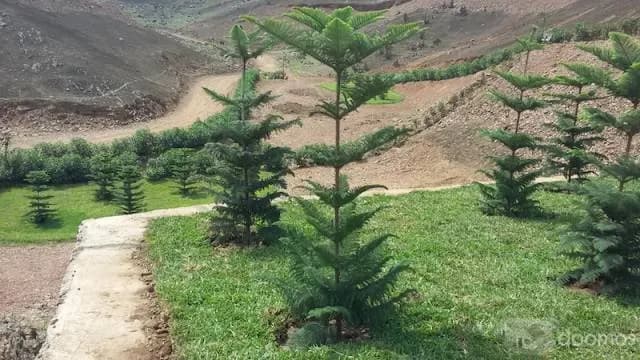 LOTES PACHACAMAC - TERRAZAS DE AMANCAES — foto 6