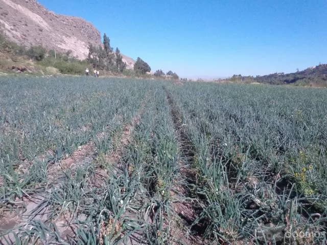 OCASIÓN VENDO TERRENO VALLE DE CHILINA 66000 dólares — foto 4