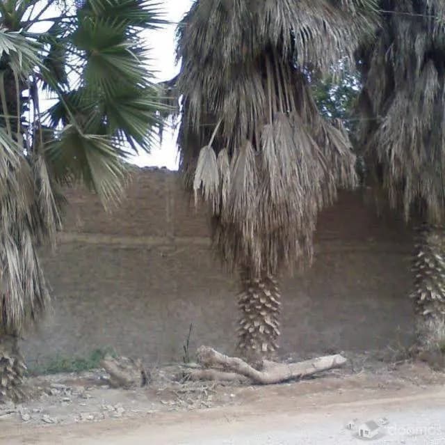 TERRENO EN VENTA AV. JATOSISA 1096 M2 PACHACAMAC — foto 7