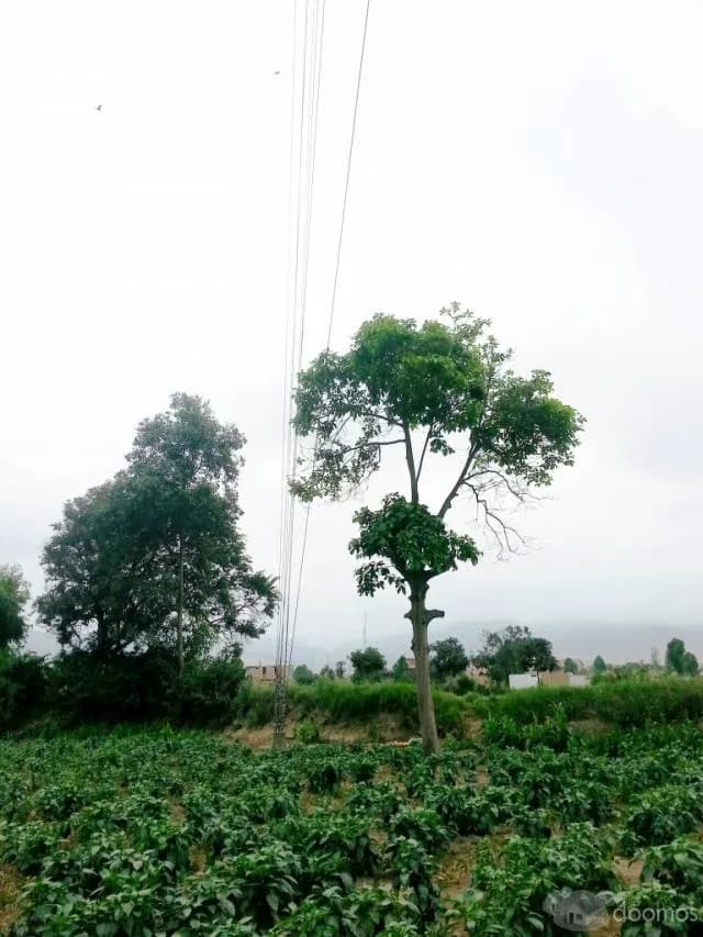 vendo terreno agricola inscrito en registros publicos todo en regla con agua y regadío ubicado en Aucallama Huaral. — foto 1