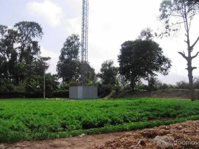 vendo terreno agricola inscrito en registros publicos todo en regla con agua y regadío ubicado en Aucallama Huaral. — foto 2