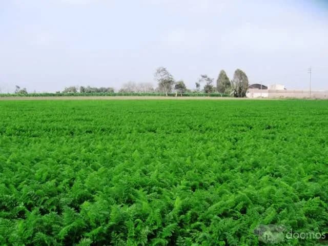 vendo terreno agricola inscrito en registros publicos todo en regla con agua y regadío ubicado en Aucallama Huaral. — foto 4