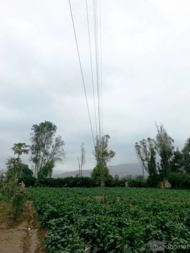 vendo terreno agricola inscrito en registros publicos todo en regla con agua y regadío ubicado en Aucallama Huaral. — foto 6