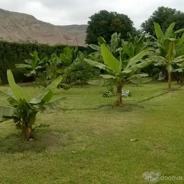 vneta de terrenos en pachacamac residencia — foto 4