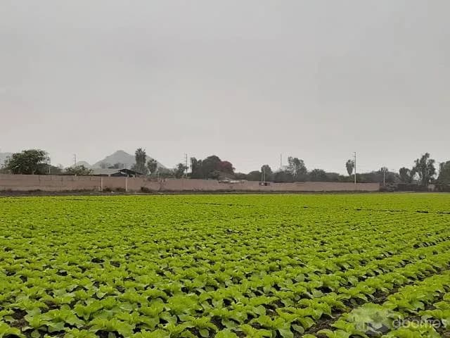 Venta de terreno en Pachacamac — foto 3