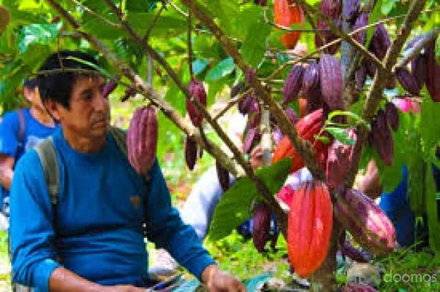 ALQUILO 30 HECTÁREAS DE TIERRAS AGRICOLAS — foto 3