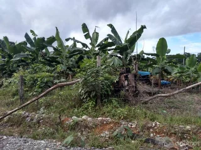 ALQUILO 30 HECTÁREAS DE TIERRAS AGRICOLAS — foto 4