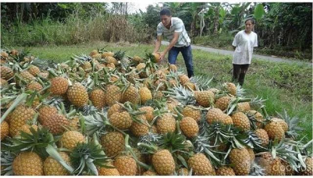 ALQUILO 30 HECTÁREAS DE TIERRAS AGRICOLAS — foto 5