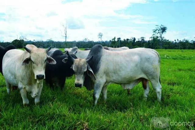 ALQUILO 30 HECTÁREAS DE TIERRAS AGRICOLAS — foto 6