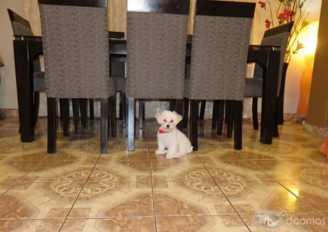 SE VENDE CASA - El Agustino — foto 6
