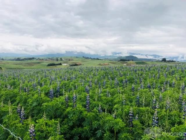¡HERMOSO TERRENO EN CUSCO-CHINCHERO! — foto 4