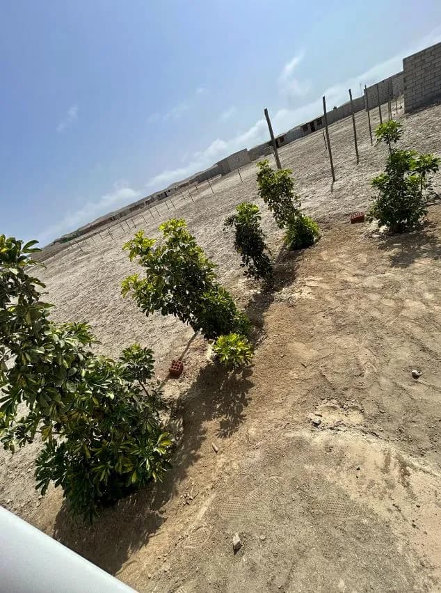 Casa  Campo TERRENO ‼️ en Cañete Venta area 1003 m2 — foto 13