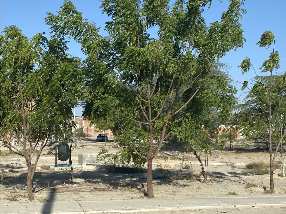VENDO TERRENO EN CASUARINAS PORTALES — foto 4