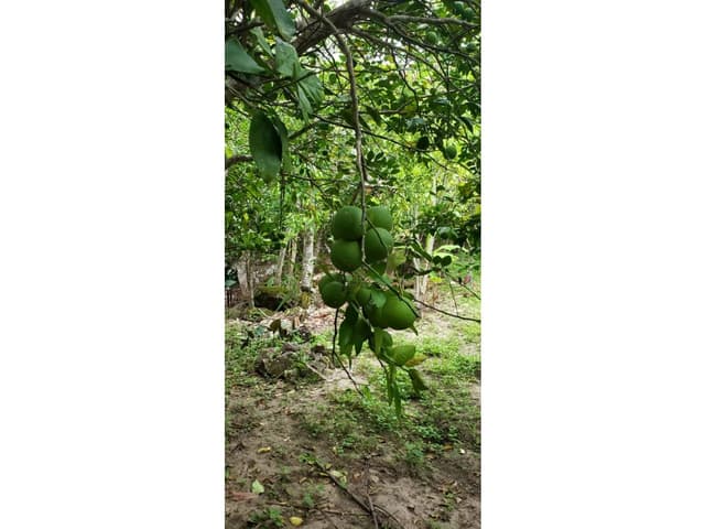 LOTE CON FRUTALES - SAN ANTONIO DE CUMBAZA